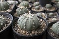 Dwarf cactus in a small pot