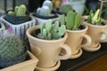 Dwarf cactus in a small pot in the shop