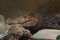 Dwarf caiman gets a close up side profile while in captivity