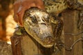 Dwarf Caiman (Palaeosuchus trigonatus) In rainforest, in Peru Royalty Free Stock Photo