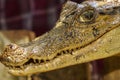 Dwarf Caiman (Palaeosuchus trigonatus) In rainforest, in Peru Royalty Free Stock Photo