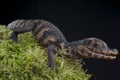 Dwarf Caiman / Paleosuchus palpebrosus