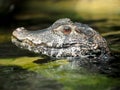 Dwarf Caiman