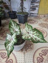 Dwarf caladium gingerland Royalty Free Stock Photo