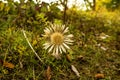 Dwarf carline thistle in autumn