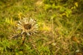 Dwarf carline thistle in autumn in Germany