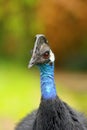 Dwarf cassowary Casuarius bennetti, also known as Bennett`s cassowary, little or mountain cassowary or mooruk, portrait.