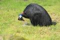 Dwarf cassowary