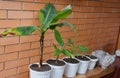 The Dwarf Cavendish Banana growing and propagation: young plants banana pups are repotted to separate pots