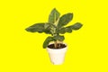 Dwarf cavendish banana tree isolated on yellow background