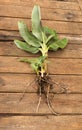 Dwarf Cavendish banana tree on wooden background