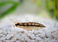 Dwarf Chain Loach Catfish Jaguar Loach Yasuhikotakia sidthimunki Royalty Free Stock Photo