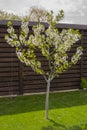 Dwarf cherry growing in the backyard, on a green lawn Royalty Free Stock Photo