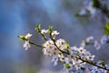 Dwarf cherry twig covered in rich bloom lean toApril sunshine in a farm orchard