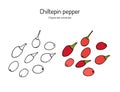 Dwarf Chiltepin Capsicum annuum , official State Native Pepper of Texas