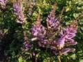 Dwarf Chinese Astilbe (Astilbe chinensis) \'Pumila\' flowering with lilac, stiffly flower plumes in the garden Royalty Free Stock Photo