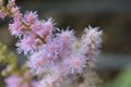 Dwarf Chinese astilbe