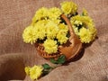 Dwarf Chrysanthemum in mini basket