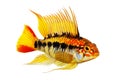Dwarf cichlid apistogramma macmasteri Aquarium fish fresh water Royalty Free Stock Photo