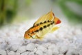 Dwarf cichlid apistogramma macmasteri Aquarium fish fresh water Royalty Free Stock Photo