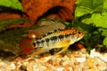 Dwarf cichlid apistogramma macmasteri Aquarium fish fresh water Royalty Free Stock Photo