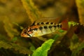 Dwarf cichlid aquarium fish Apistogramma macmasteri Royalty Free Stock Photo