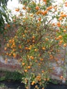 DWARF CITRUS: A VALUABLE TREE FOR HOME GARDENING