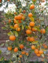 DWARF CITRUS: A VALUABLE TREE FOR HOME GARDENING