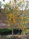 DWARF CITRUS: A VALUABLE TREE FOR HOME GARDENING