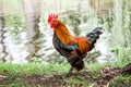 Dwarf Bantam at a farm near a pond_ Royalty Free Stock Photo