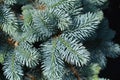 Dwarf Colorado blue spruce Royalty Free Stock Photo