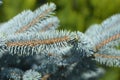 Dwarf Colorado blue spruce Royalty Free Stock Photo