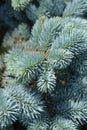 Dwarf Colorado blue spruce Royalty Free Stock Photo