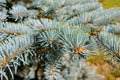 Dwarf Colorado blue spruce - Latin name - Picea pungens Glauca Globosa Royalty Free Stock Photo