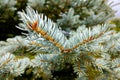 Dwarf Colorado blue spruce - Latin name - Picea pungens Glauca Globosa Royalty Free Stock Photo