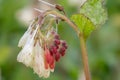 Creeping comfrey, Symphytum grandiflorum, flowers and buds