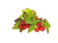Dwarf cornel berries Royalty Free Stock Photo