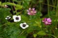 Dwarf cornel Cornus suecica and Arctic Bramble Rubus arcticus flowering in taiga forest