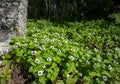 The dwarf cornel (Cornus suecica) blooming Royalty Free Stock Photo