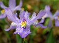 Dwarf crested iris - Iris cristata Royalty Free Stock Photo