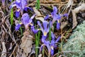 Dwarf Crested Iris - Iris cristata Royalty Free Stock Photo