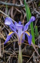 Dwarf Crested Iris - Iris cristata