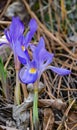 Dwarf Crested Iris - Iris cristata Royalty Free Stock Photo