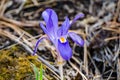 Dwarf Crested Iris - Iris cristata