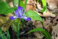 Dwarf Crested Iris - Iris cristata