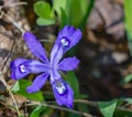 Dwarf Crested Iris, Iris cristata