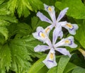 Dwarf crested iris with raindrops Royalty Free Stock Photo