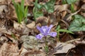 dwarf crested iris in the wild Royalty Free Stock Photo