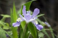 Dwarf Crested Iris in the Woods