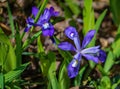 Dwarf Crested Irises, Iris cristata